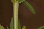 Roundpod St. Johnswort